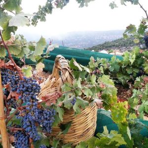 11952997_914063312001017_7509502308364489458_n